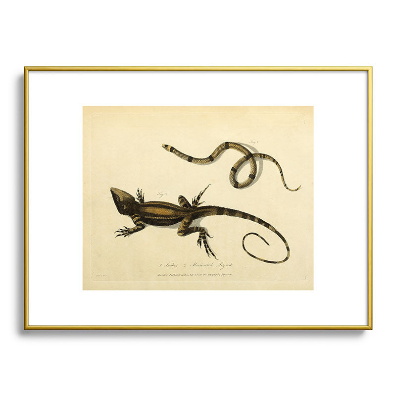 "Snake and Muricated Lizard" by Sarah Stone, 1790 Framed Art Print