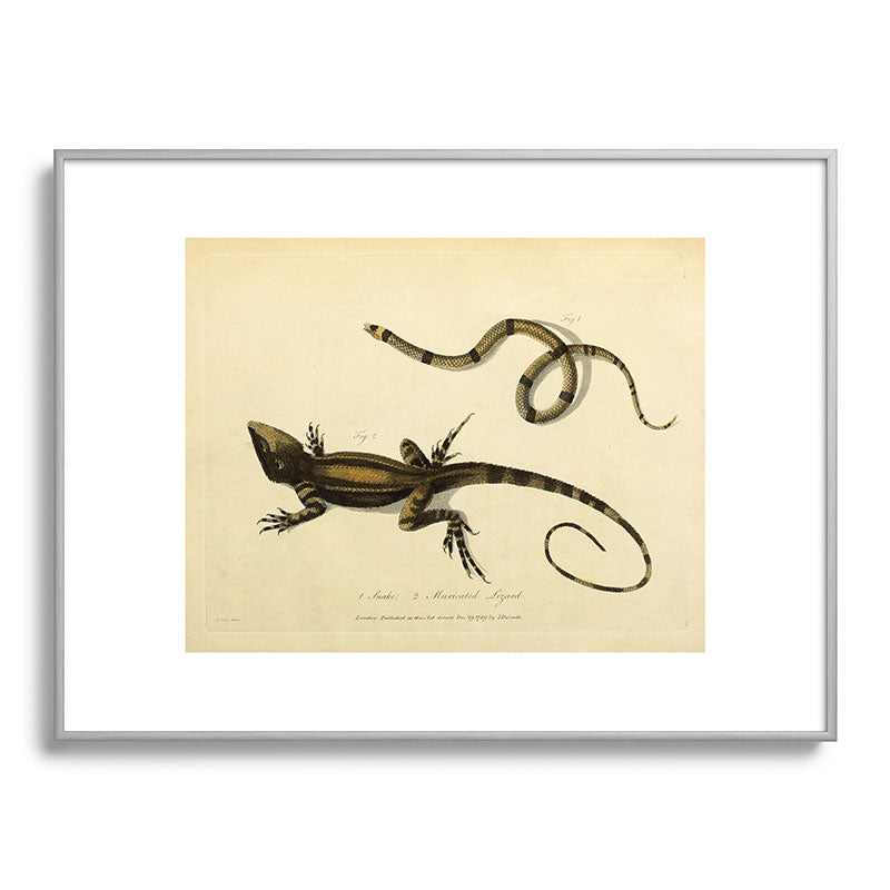 "Snake and Muricated Lizard" by Sarah Stone, 1790 Framed Art Print