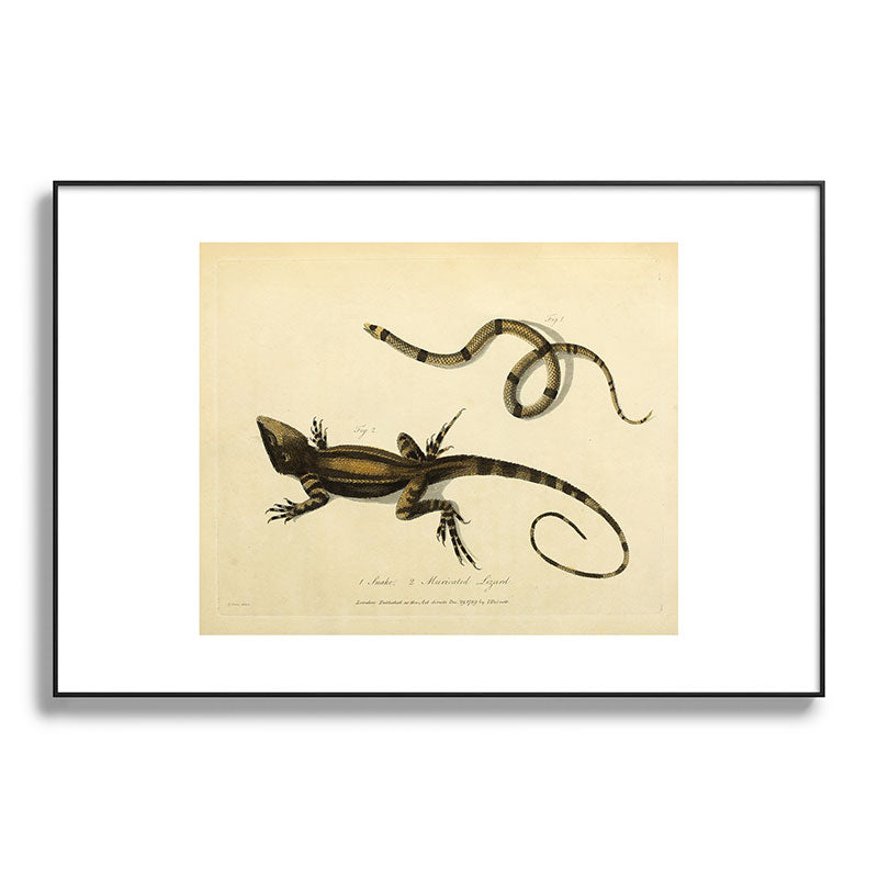 "Snake and Muricated Lizard" by Sarah Stone, 1790 Framed Art Print