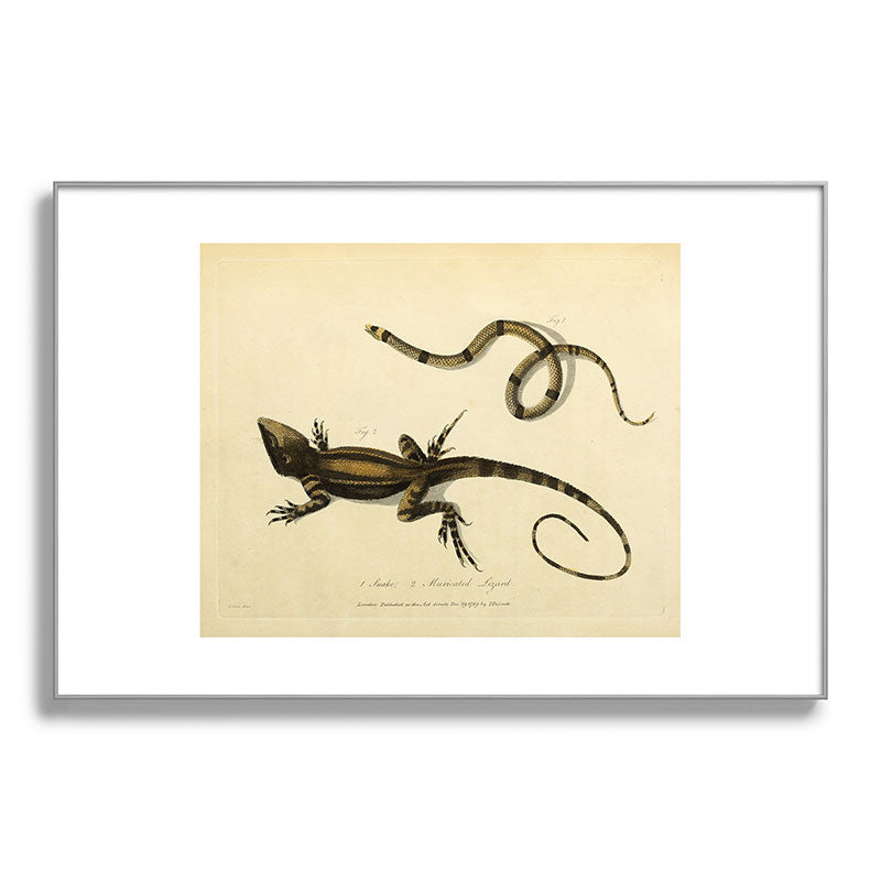 "Snake and Muricated Lizard" by Sarah Stone, 1790 Framed Art Print