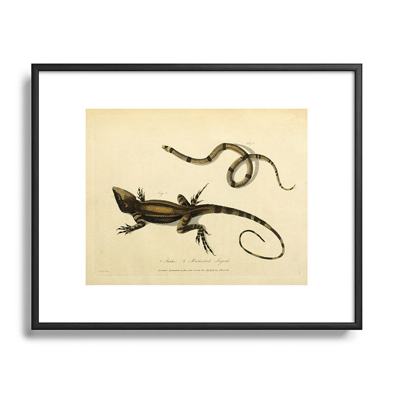 "Snake and Muricated Lizard" by Sarah Stone, 1790 Framed Art Print