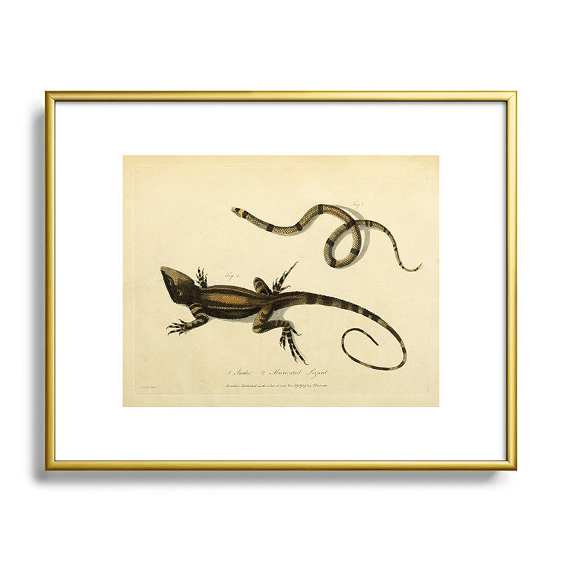 "Snake and Muricated Lizard" by Sarah Stone, 1790 Framed Art Print