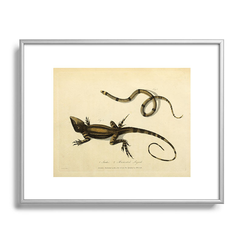 "Snake and Muricated Lizard" by Sarah Stone, 1790 Framed Art Print