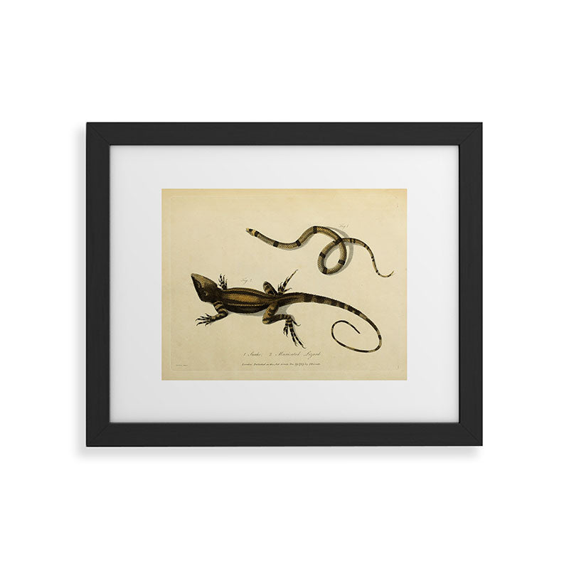 "Snake and Muricated Lizard" by Sarah Stone, 1790 Framed Art Print