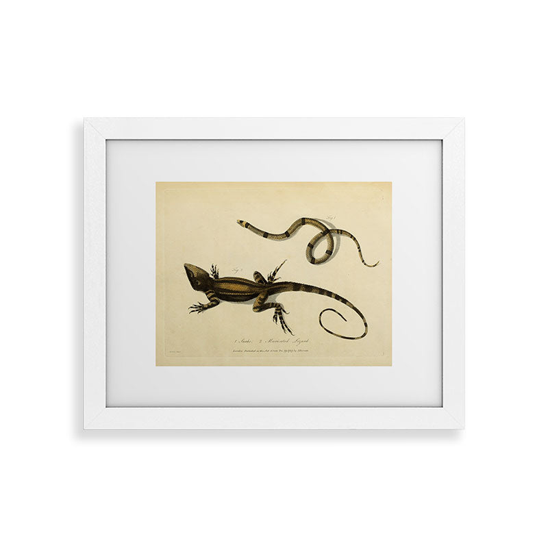 "Snake and Muricated Lizard" by Sarah Stone, 1790 Framed Art Print