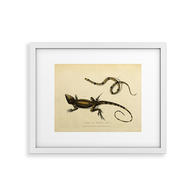 "Snake and Muricated Lizard" by Sarah Stone, 1790 Framed Art Print