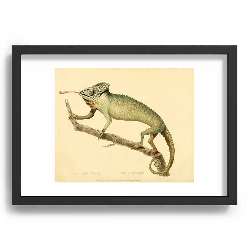 "The Chameleon" from the Leverian Collection, 1790s Framed Art Print