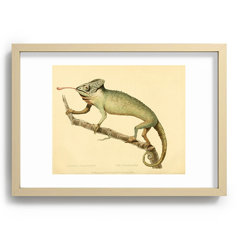 "The Chameleon" from the Leverian Collection, 1790s Framed Art Print