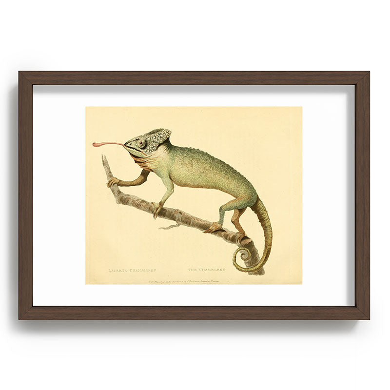 "The Chameleon" from the Leverian Collection, 1790s Framed Art Print