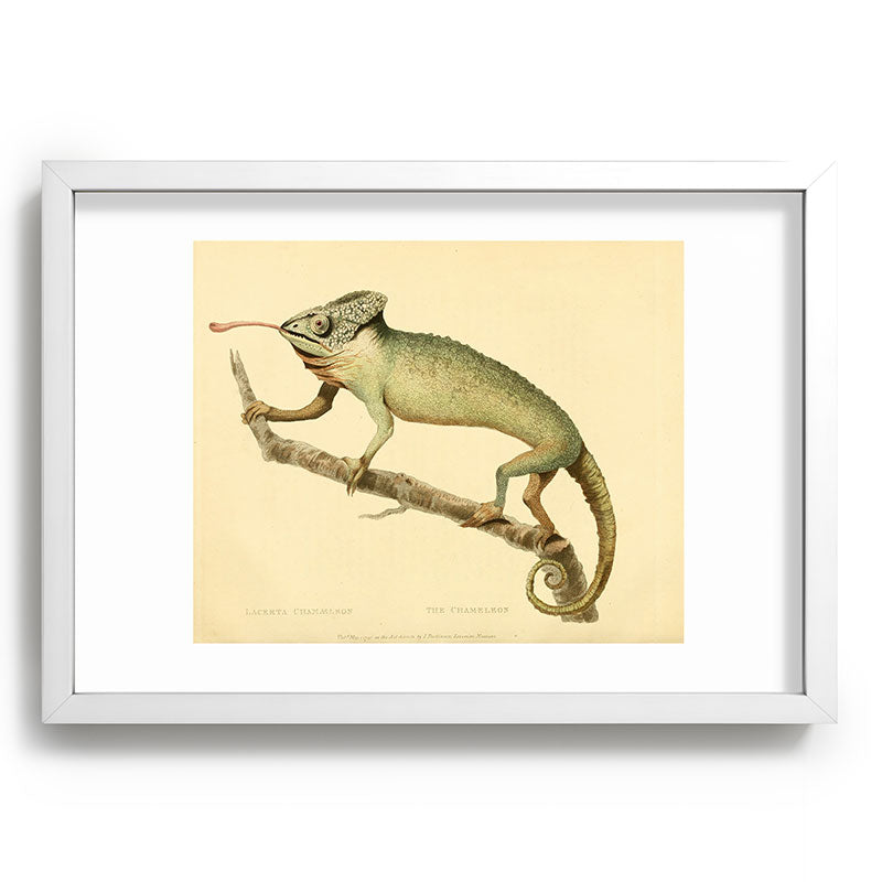 "The Chameleon" from the Leverian Collection, 1790s Framed Art Print