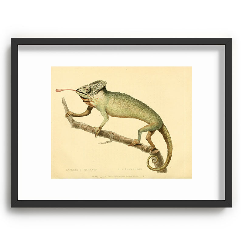 "The Chameleon" from the Leverian Collection, 1790s Framed Art Print
