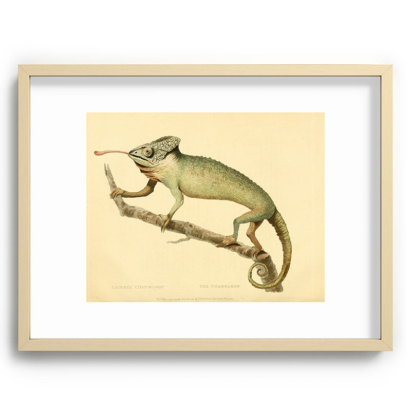 "The Chameleon" from the Leverian Collection, 1790s Framed Art Print