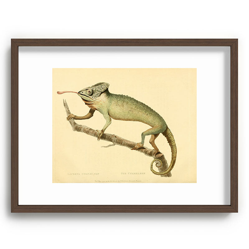 "The Chameleon" from the Leverian Collection, 1790s Framed Art Print