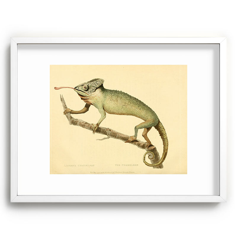 "The Chameleon" from the Leverian Collection, 1790s Framed Art Print