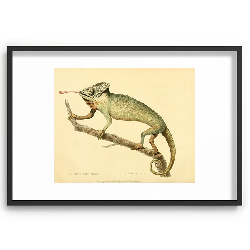 "The Chameleon" from the Leverian Collection, 1790s Framed Art Print