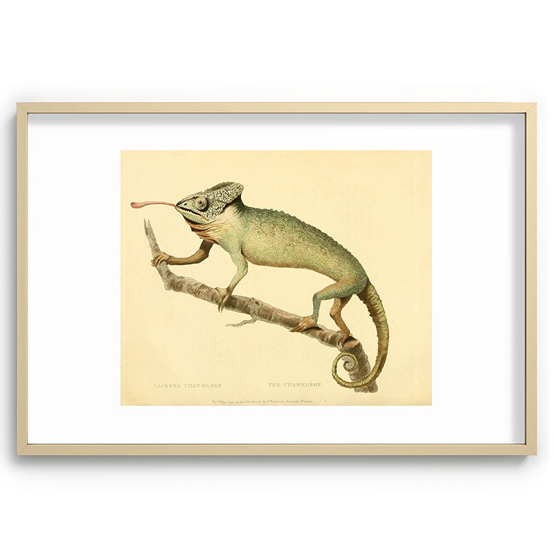 "The Chameleon" from the Leverian Collection, 1790s Framed Art Print