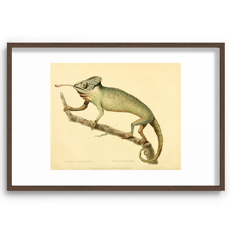 "The Chameleon" from the Leverian Collection, 1790s Framed Art Print