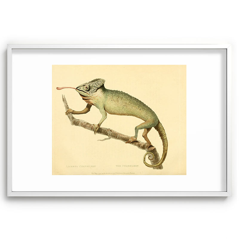"The Chameleon" from the Leverian Collection, 1790s Framed Art Print