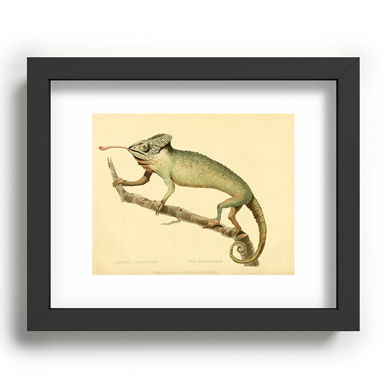 "The Chameleon" from the Leverian Collection, 1790s Framed Art Print