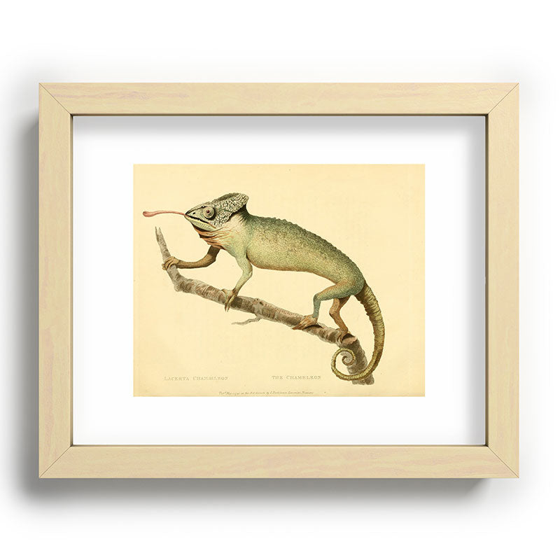 "The Chameleon" from the Leverian Collection, 1790s Framed Art Print