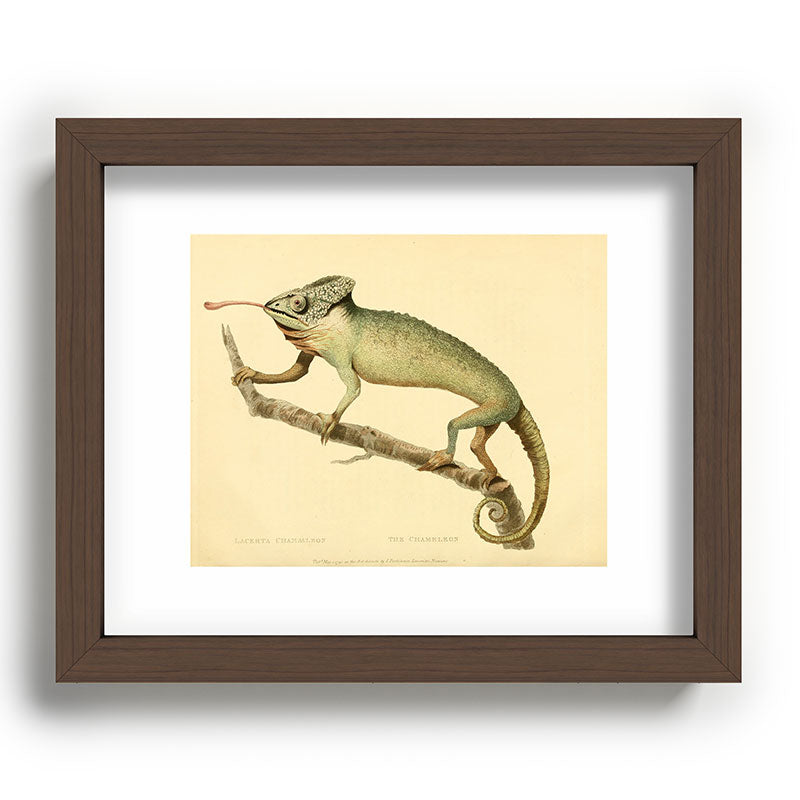 "The Chameleon" from the Leverian Collection, 1790s Framed Art Print