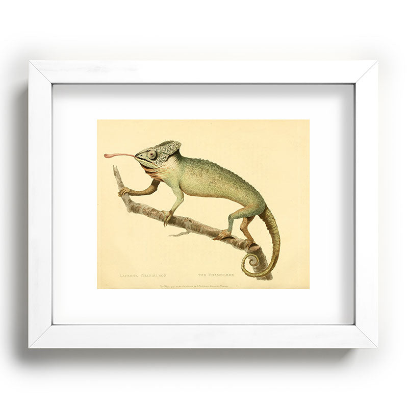 "The Chameleon" from the Leverian Collection, 1790s Framed Art Print