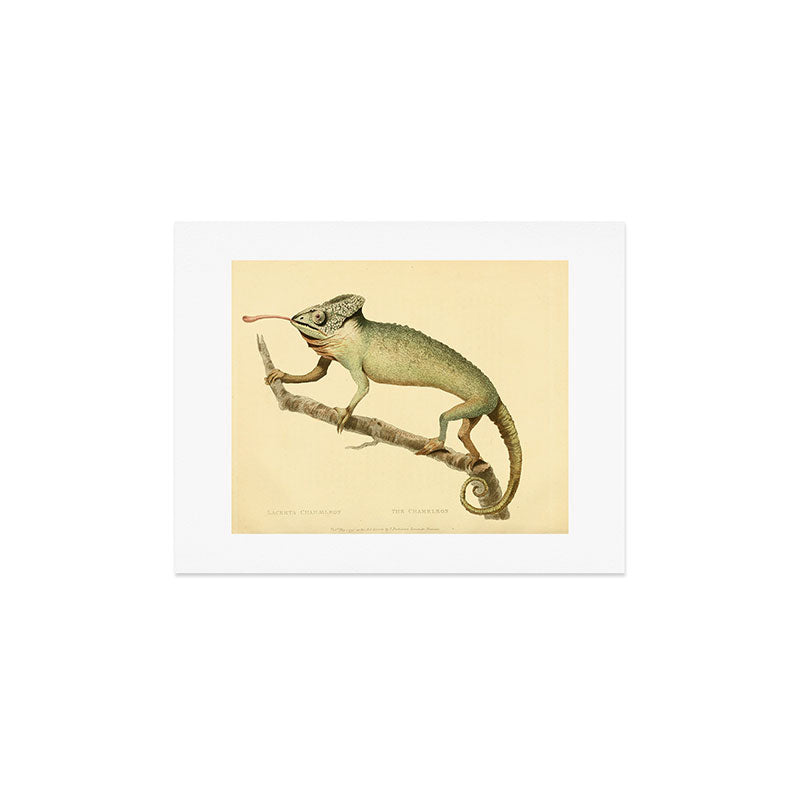 "The Chameleon" from the Leverian Collection, 1790s Art Print