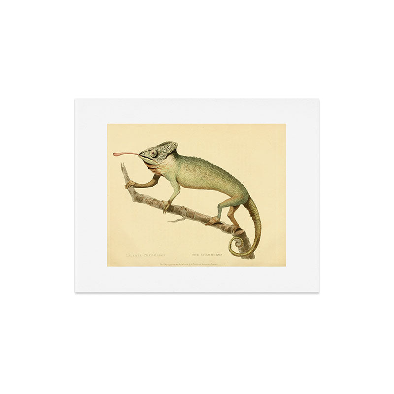 "The Chameleon" from the Leverian Collection, 1790s Art Print