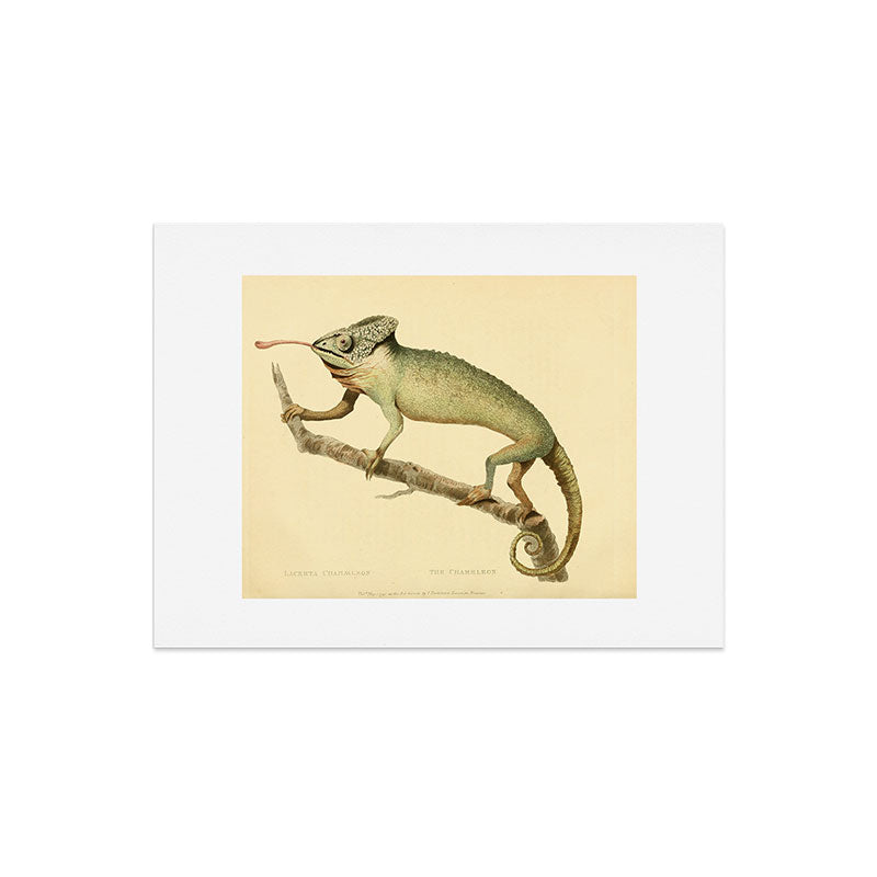 "The Chameleon" from the Leverian Collection, 1790s Art Print