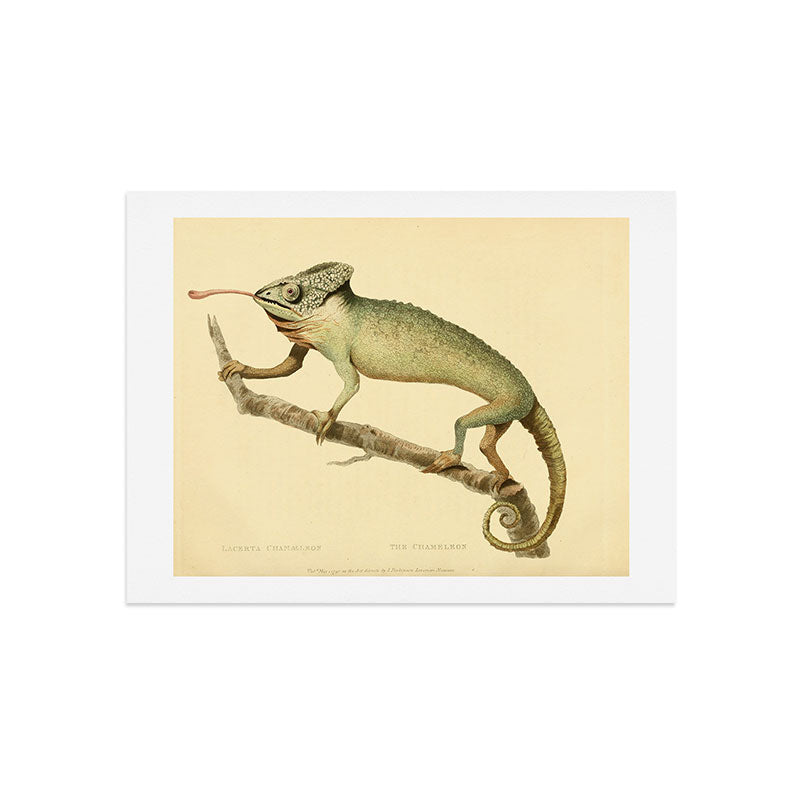 "The Chameleon" from the Leverian Collection, 1790s Art Print