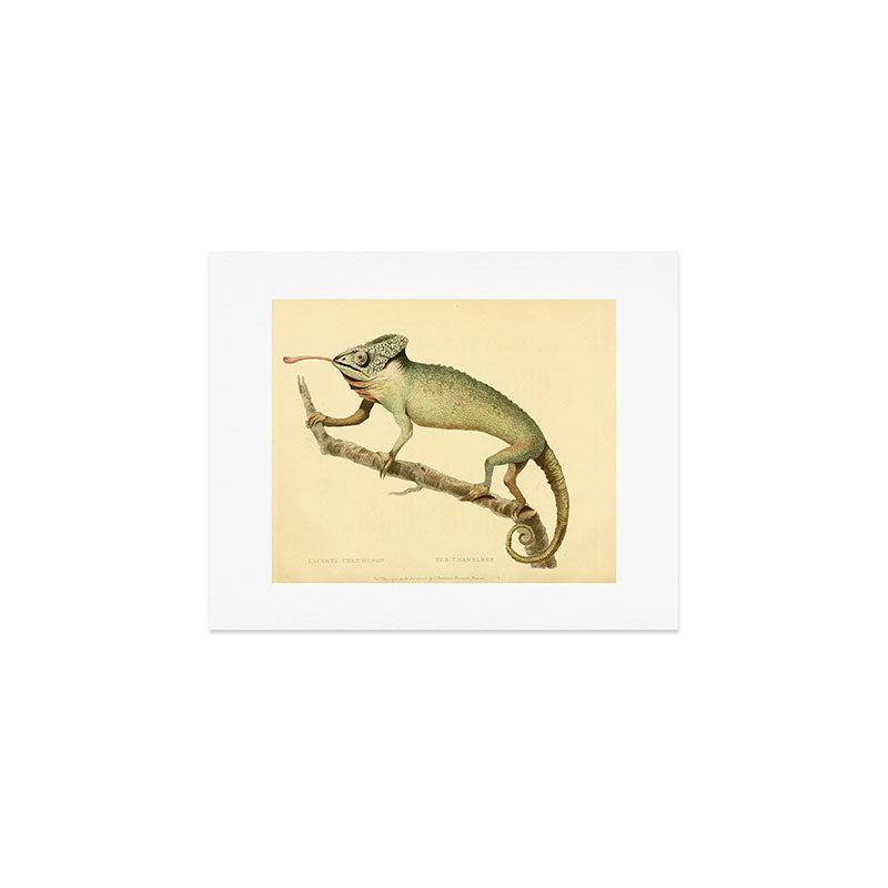 "The Chameleon" from the Leverian Collection, 1790s Art Print
