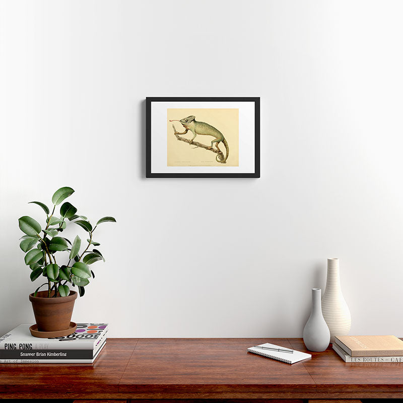 "The Chameleon" from the Leverian Collection, 1790s Framed Art Print