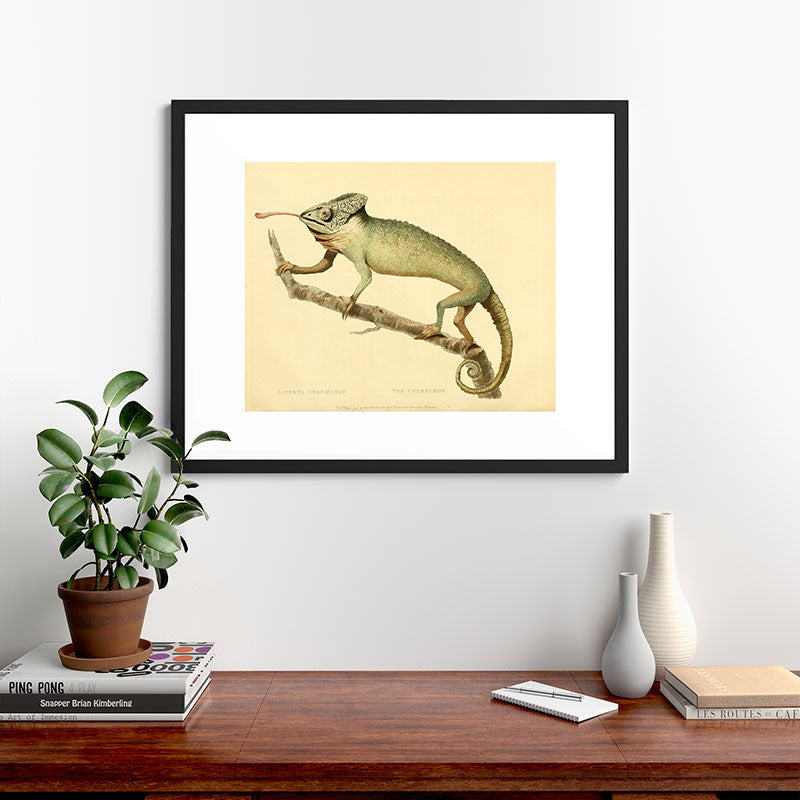 "The Chameleon" from the Leverian Collection, 1790s Framed Art Print
