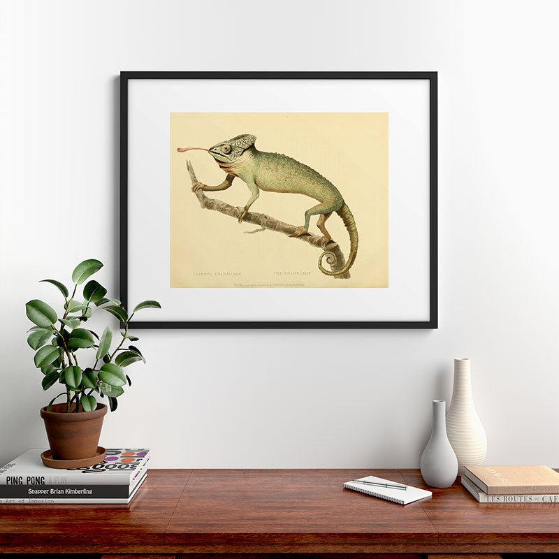 "The Chameleon" from the Leverian Collection, 1790s Framed Art Print