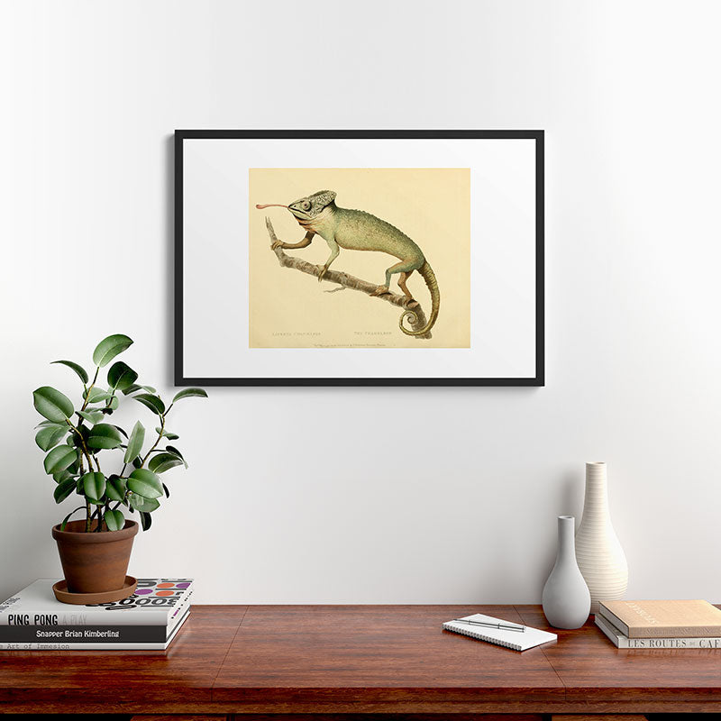 "The Chameleon" from the Leverian Collection, 1790s Framed Art Print