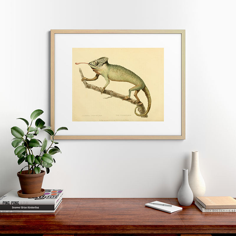 "The Chameleon" from the Leverian Collection, 1790s Framed Art Print