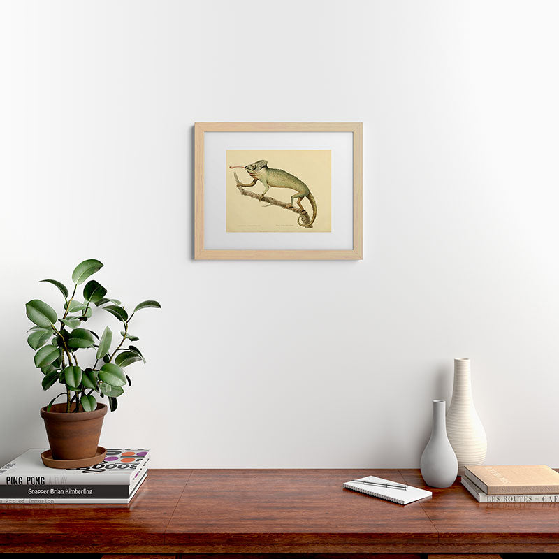"The Chameleon" from the Leverian Collection, 1790s Framed Art Print
