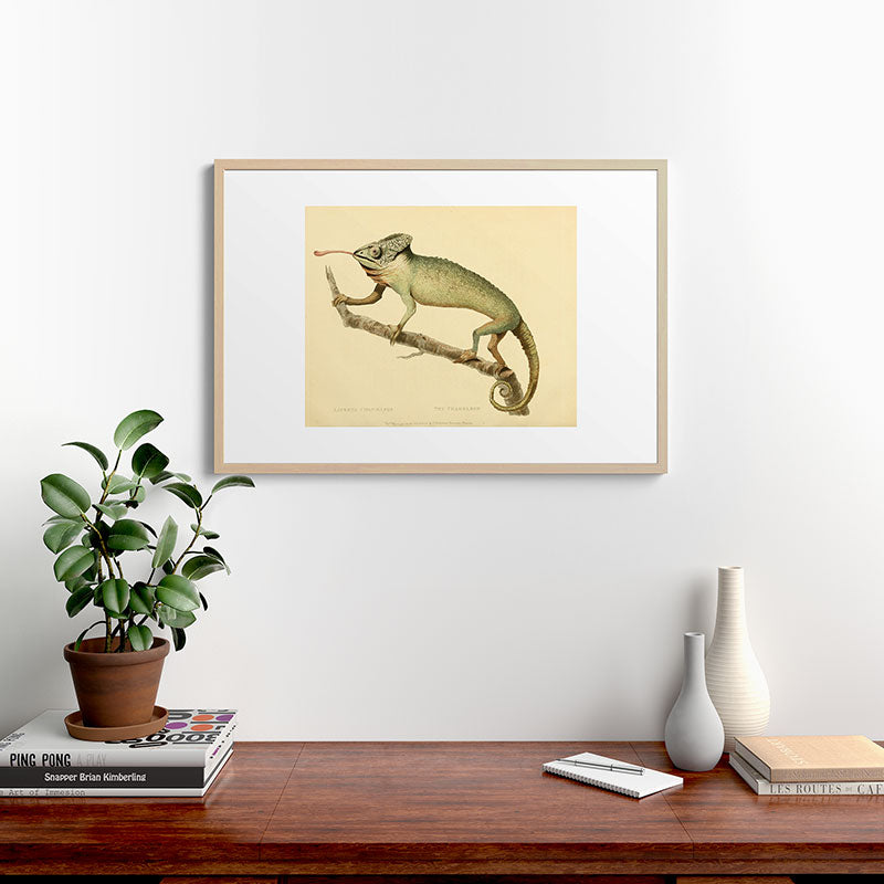 "The Chameleon" from the Leverian Collection, 1790s Framed Art Print