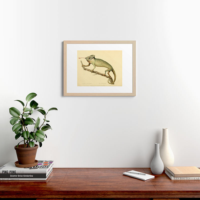 "The Chameleon" from the Leverian Collection, 1790s Framed Art Print