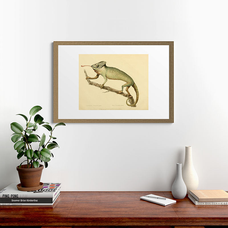 "The Chameleon" from the Leverian Collection, 1790s Framed Art Print