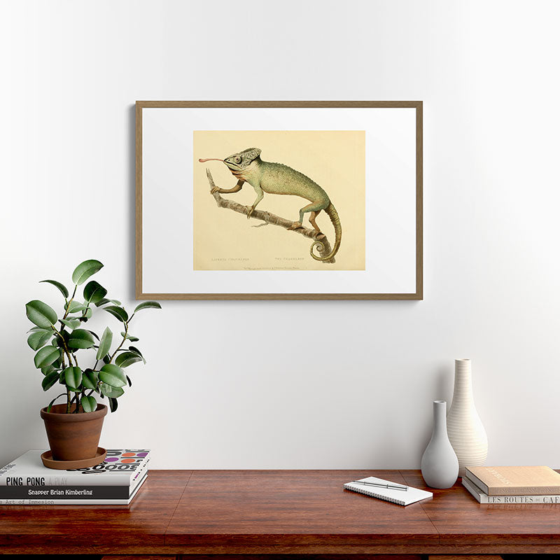 "The Chameleon" from the Leverian Collection, 1790s Framed Art Print