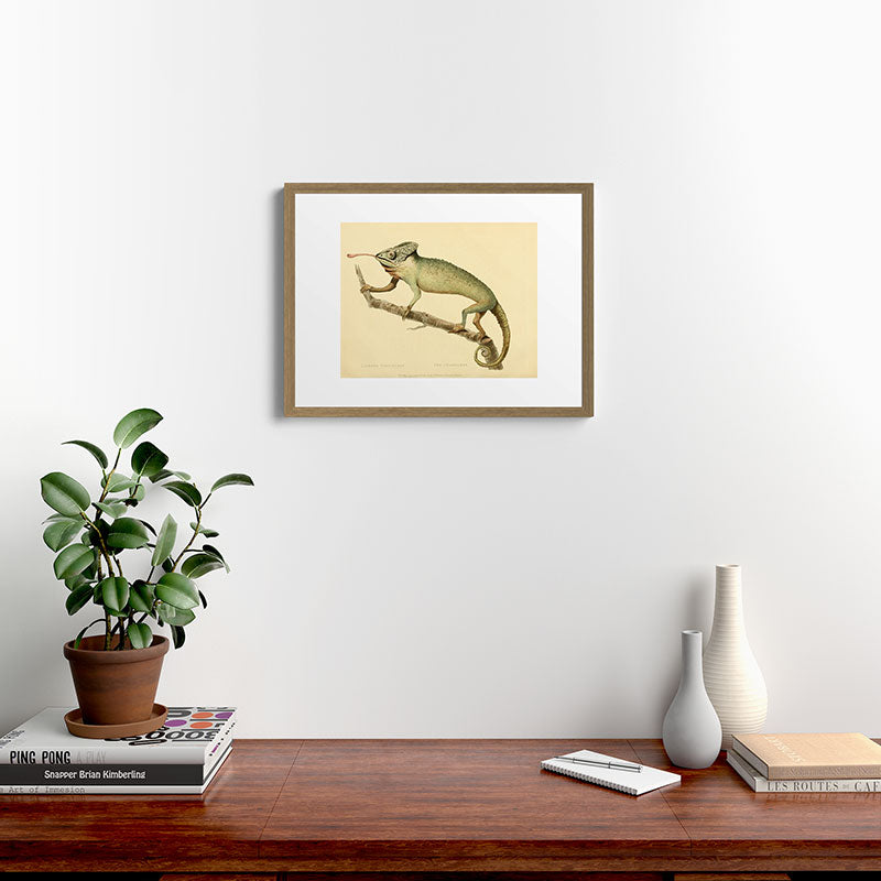 "The Chameleon" from the Leverian Collection, 1790s Framed Art Print