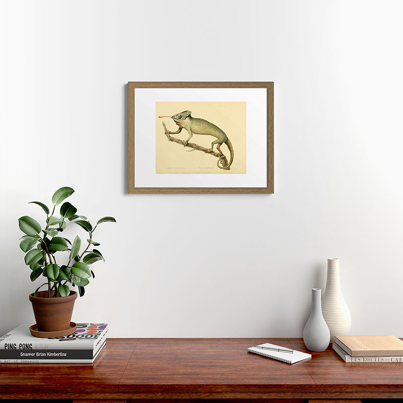 "The Chameleon" from the Leverian Collection, 1790s Framed Art Print