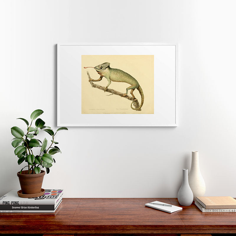 "The Chameleon" from the Leverian Collection, 1790s Framed Art Print