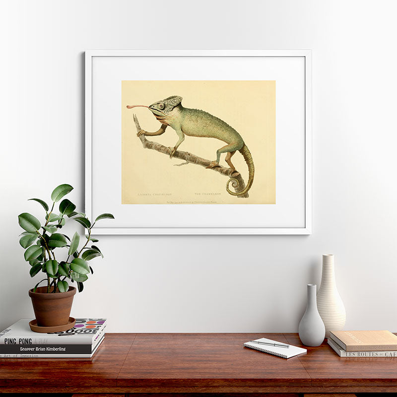 "The Chameleon" from the Leverian Collection, 1790s Framed Art Print