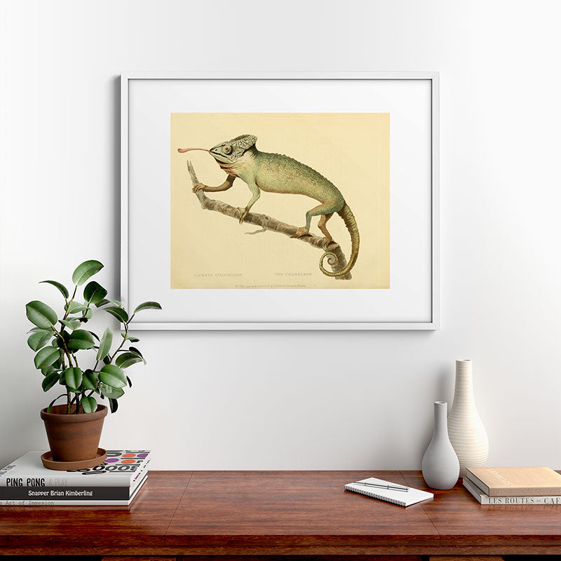 "The Chameleon" from the Leverian Collection, 1790s Framed Art Print