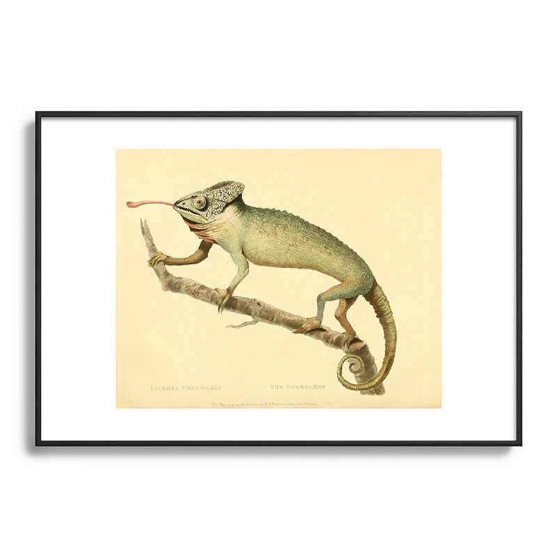 "The Chameleon" from the Leverian Collection, 1790s Framed Art Print