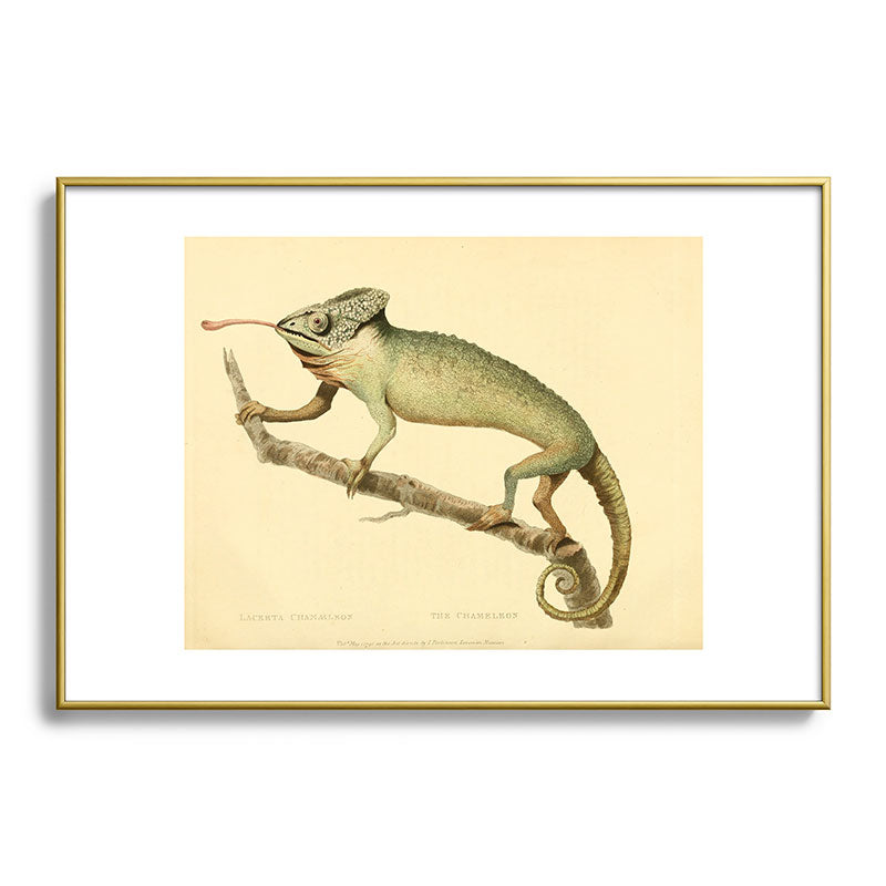 "The Chameleon" from the Leverian Collection, 1790s Framed Art Print