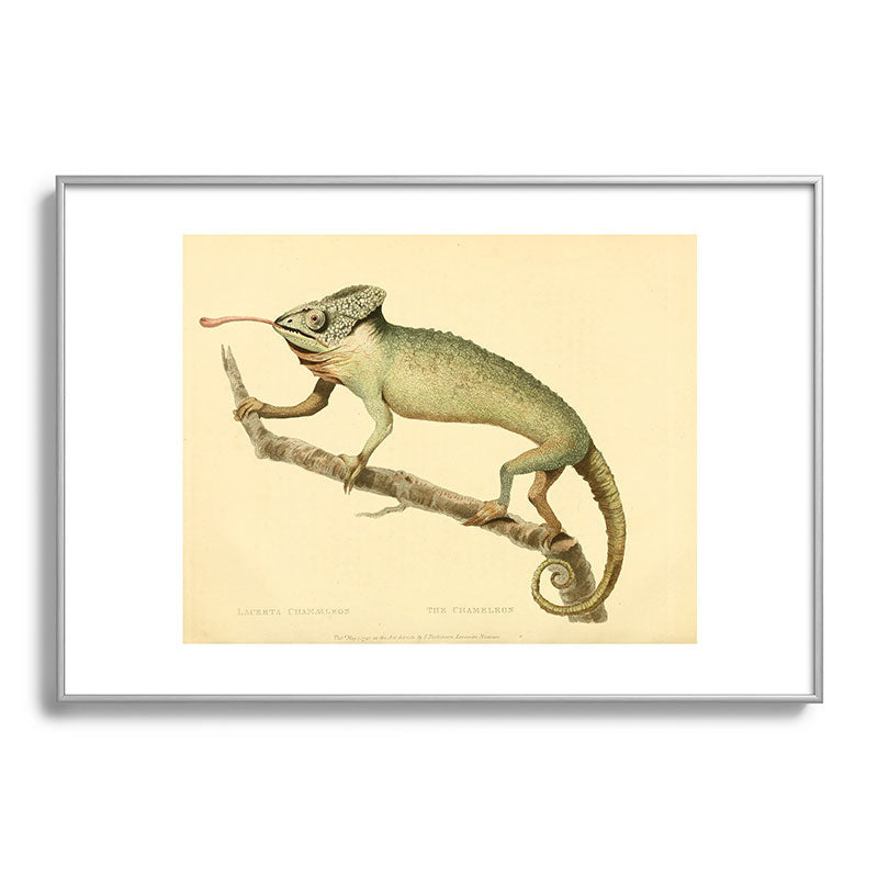 "The Chameleon" from the Leverian Collection, 1790s Framed Art Print