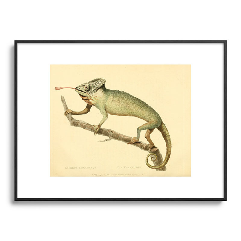 "The Chameleon" from the Leverian Collection, 1790s Framed Art Print